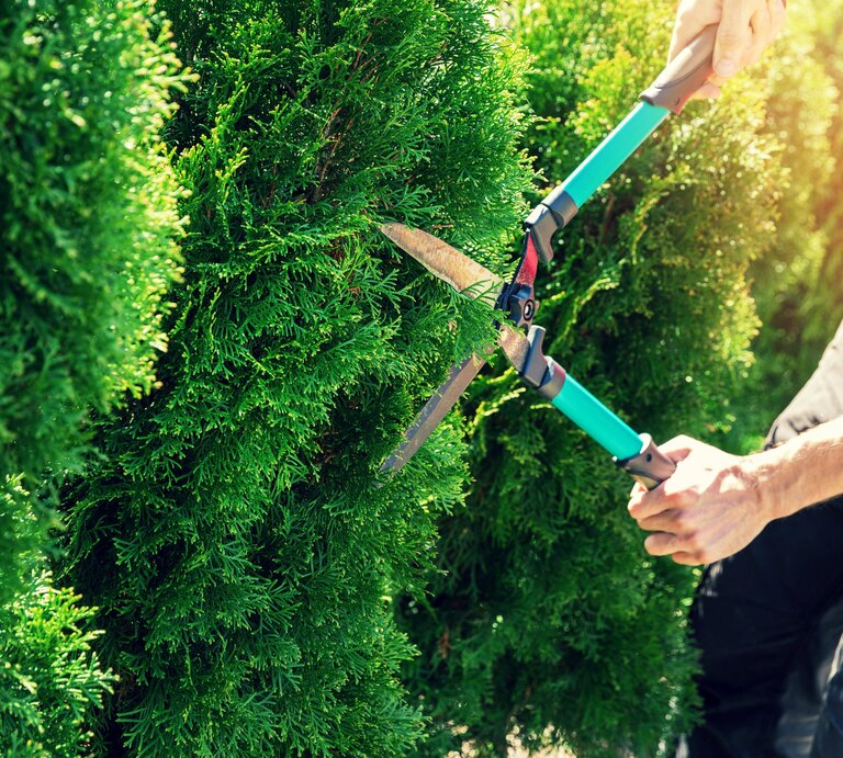 Mann schneidet Hecke mit einer Heckenschere.  | © imago-images.de/Panthermedia