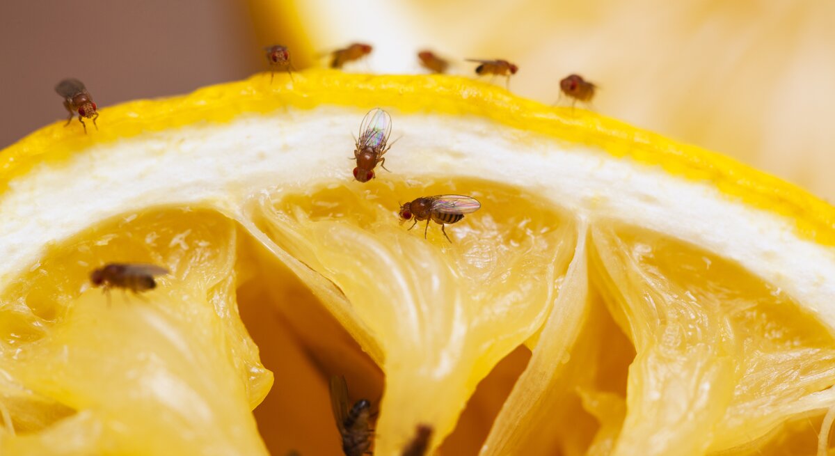 Fruchtfliegen