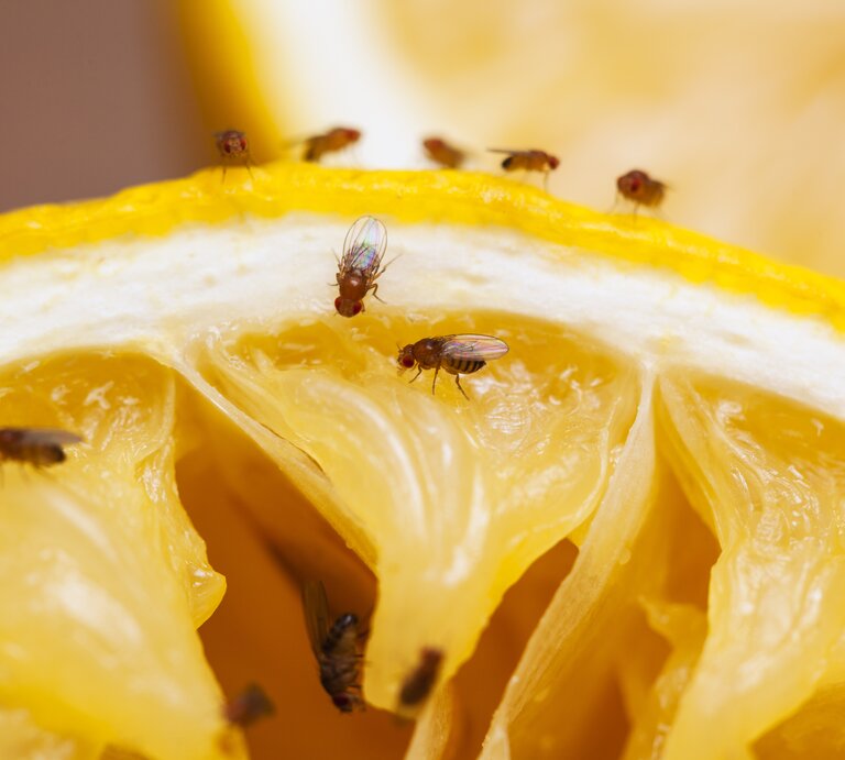 Fruchtfliegen | © iStock/Drbouz