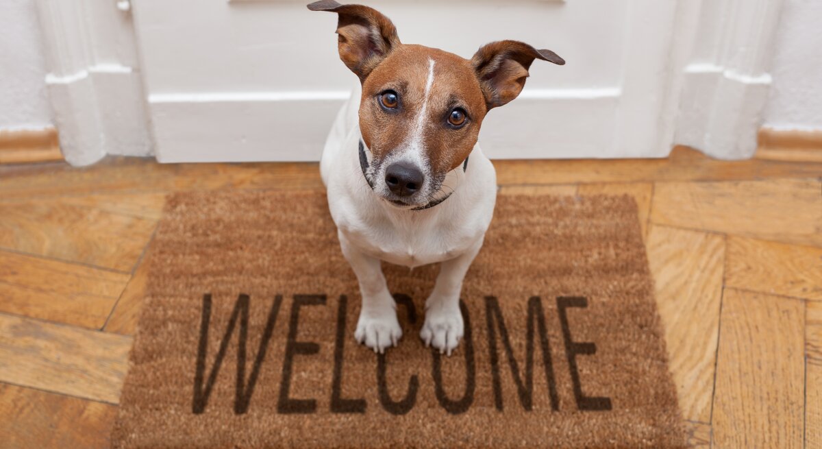 Ein Hund sitzt auf einer Eingangsmatte mit der Aufschrift "Welcome". Er schaut direkt in die Kamera.
