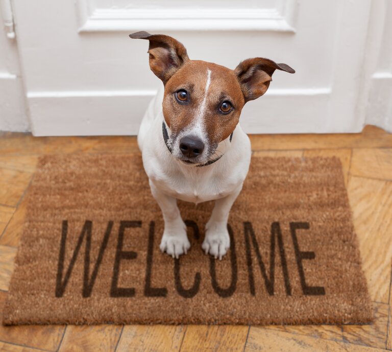 Ein Hund sitzt auf einer Eingangsmatte mit der Aufschrift "Welcome". Er schaut direkt in die Kamera. | © shutterstock/Javier Brosch