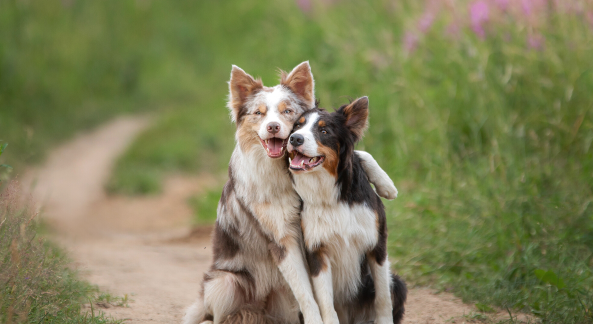 Zwei Hunde sitzen in einem Feld und der eine hat den anderen im Arm. 