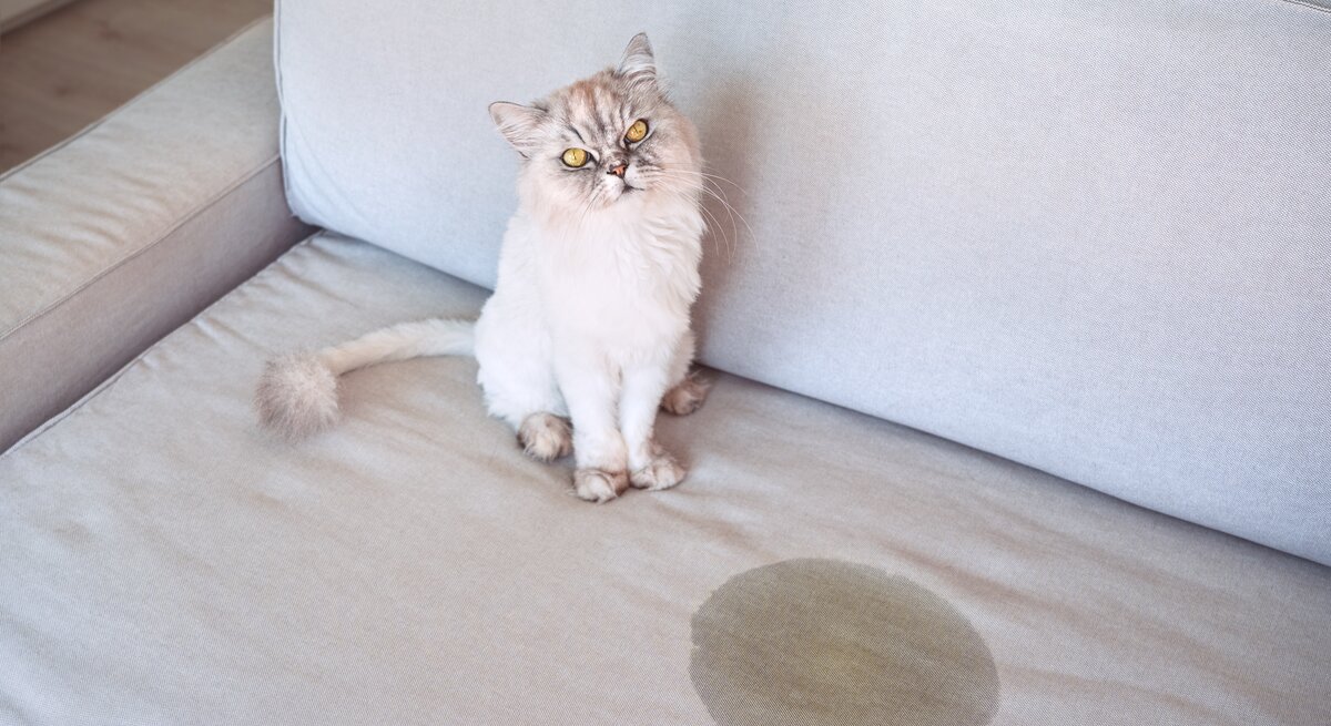 Katze sitzt neben einem Urinfleck auf dem Sofa.