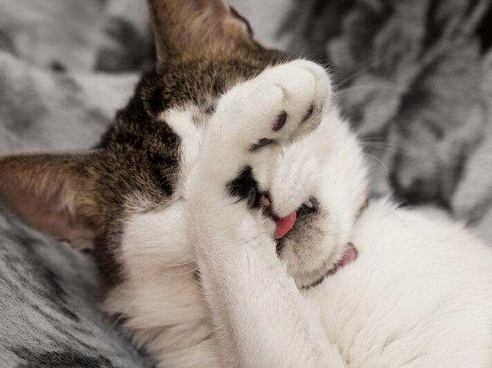 katze teebaumöl.jpg | © iStock/tverkhovinets