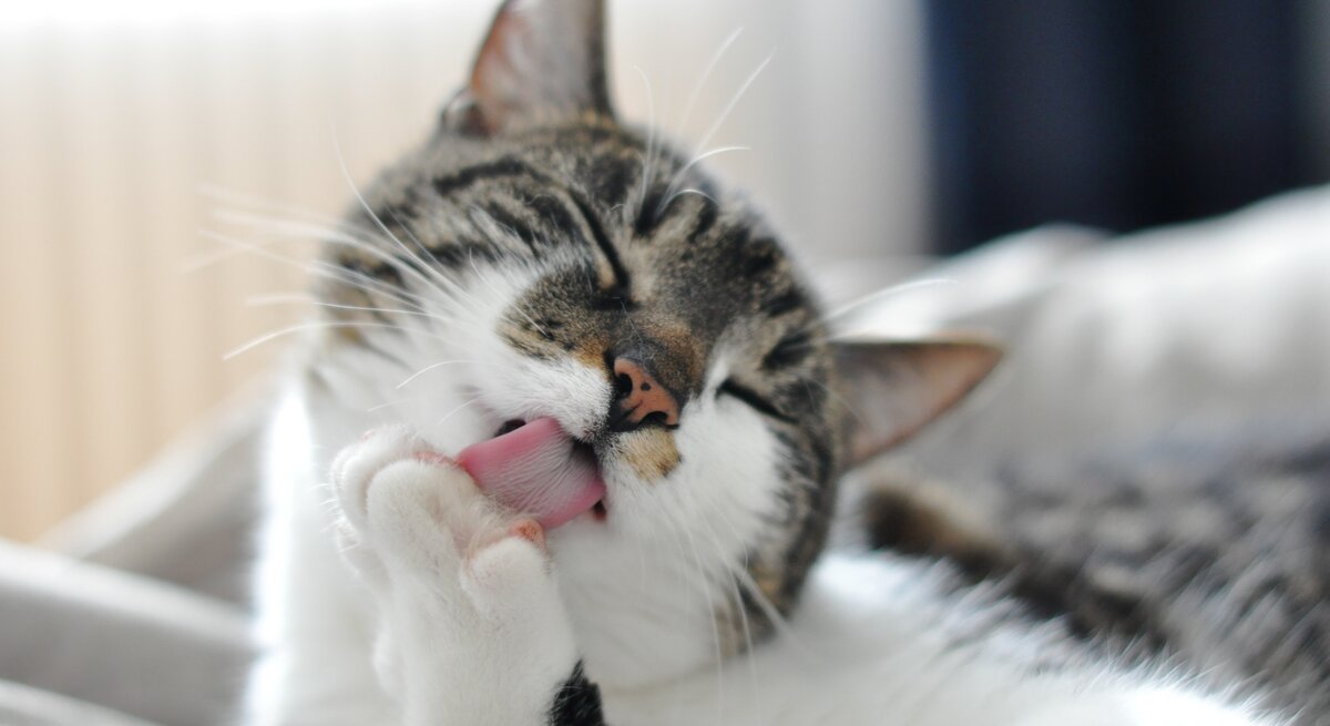 Katze putzt ihre Vorderpfote.