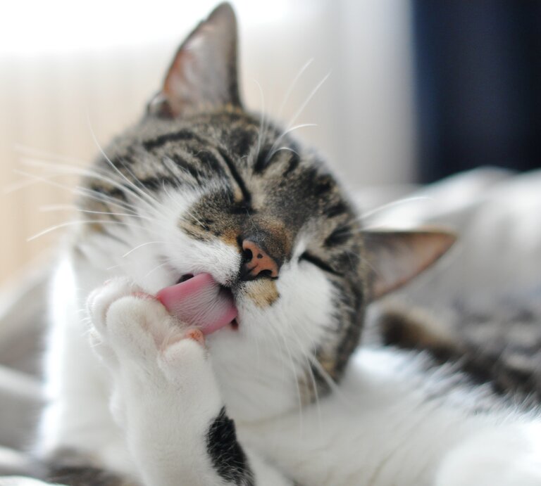Katze putzt ihre Vorderpfote. | © GettyImages/Katrin Scharl