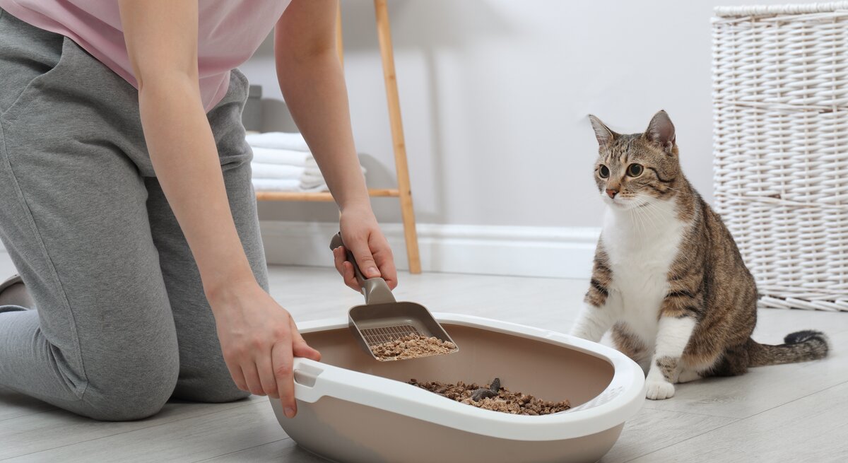 Junge Frau säubert das Katzenklo der Katze.