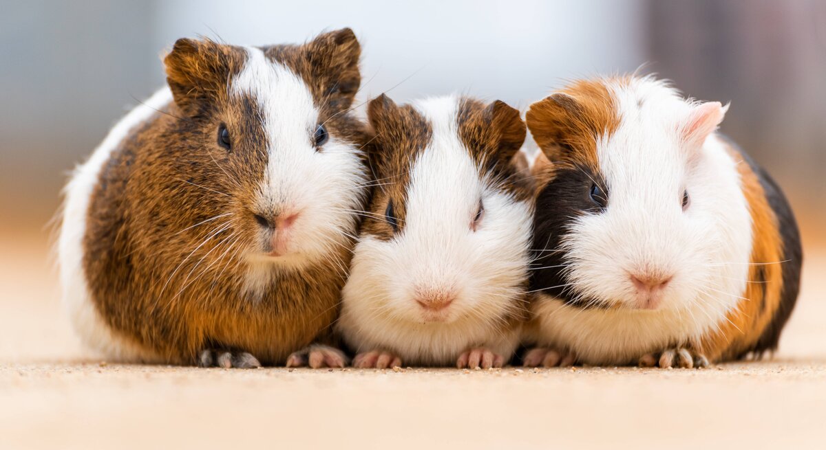 Drei Meerschweinchen mit verschiedenen Fellmustern in Braun, Weiß und Schwarz sitzen nebeneinander und blicken direkt in die Kamera. Sie befinden sich auf einer glatten Oberfläche mit einem unscharfen Hintergrund, der ihre niedlichen Gesichter und kleinen Pfoten hervorhebt.