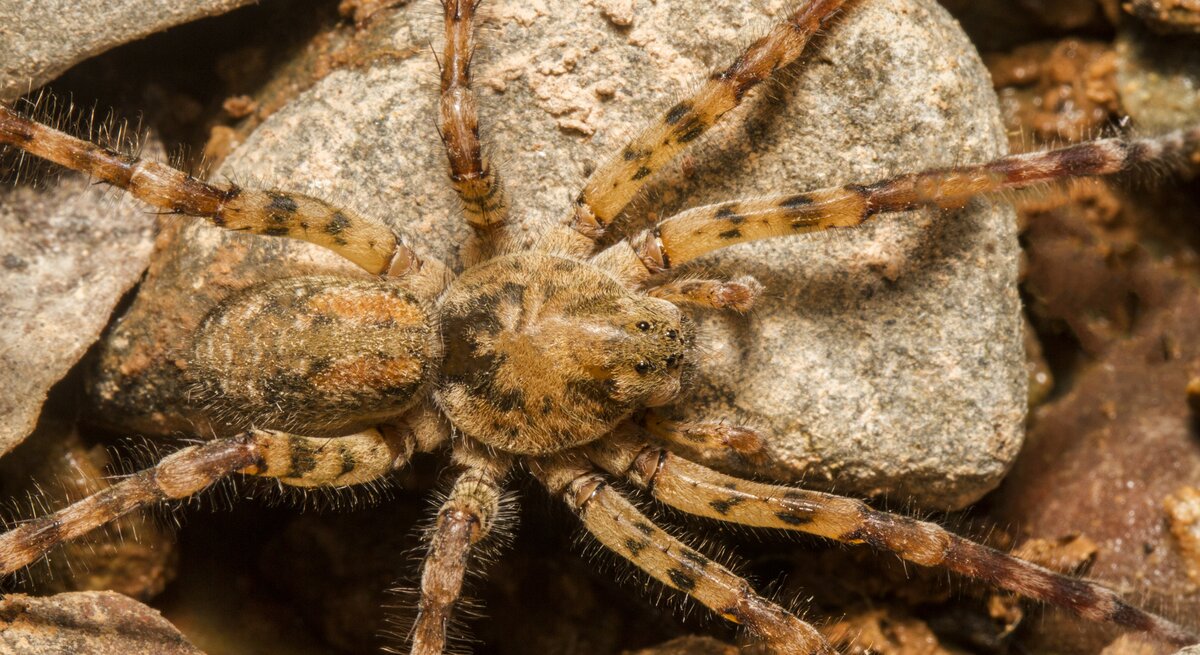 Nosferatu-Spinne (Zoropsis spinimana) in einer natürlichen Umgebung. Diese Spinne ist durch ihren kräftigen Körperbau und ihre langen Beine gekennzeichnet, mit einer charakteristischen braunen Färbung und einem gemusterten Abdomen.