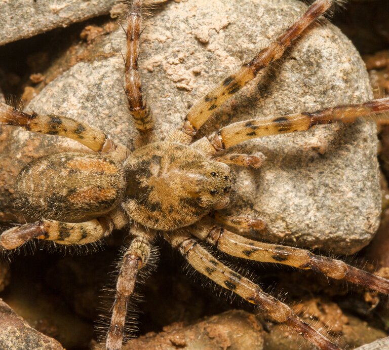 Nosferatu-Spinne (Zoropsis spinimana) in einer natürlichen Umgebung. Diese Spinne ist durch ihren kräftigen Körperbau und ihre langen Beine gekennzeichnet, mit einer charakteristischen braunen Färbung und einem gemusterten Abdomen. | © Getty Images/membio