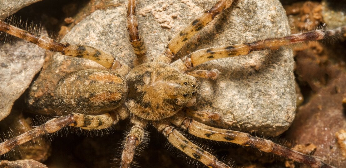 Nosferatu-Spinne (Zoropsis spinimana) in einer natürlichen Umgebung. Diese Spinne ist durch ihren kräftigen Körperbau und ihre langen Beine gekennzeichnet, mit einer charakteristischen braunen Färbung und einem gemusterten Abdomen. | © Getty Images/membio