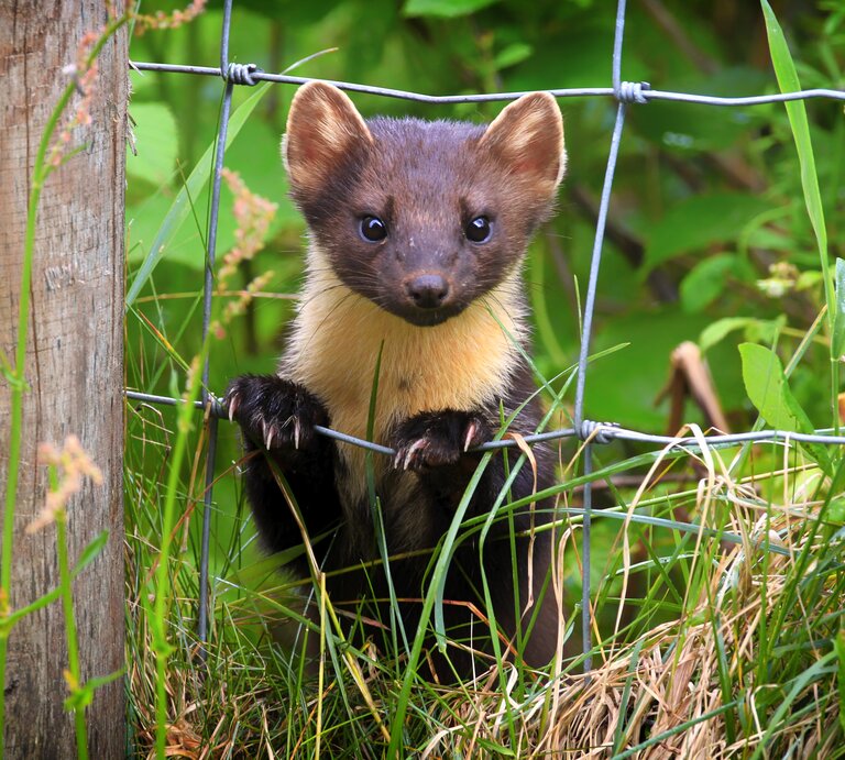 Ein kleiner Marder sitzt an einem Zaun aus Draht. | © Shutterstock/Mark Caunt