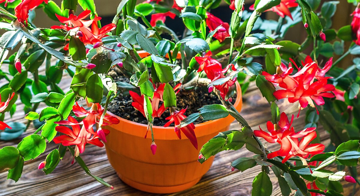 Ein rot-blühender Schlumbergera-Weihnachtskaktus in einem Topf.
