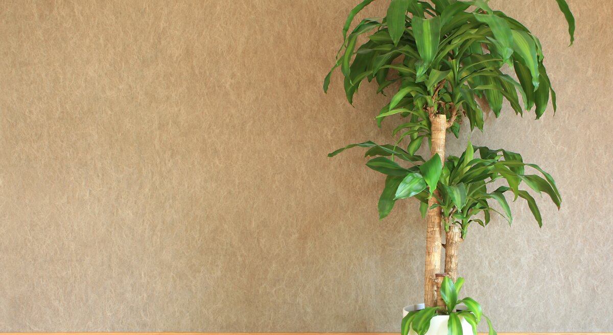 Eine große, grüne Drachenbaum-Pflanze mit dichten Blättern steht in einem weißen Topf vor einer beige strukturierten Wand.