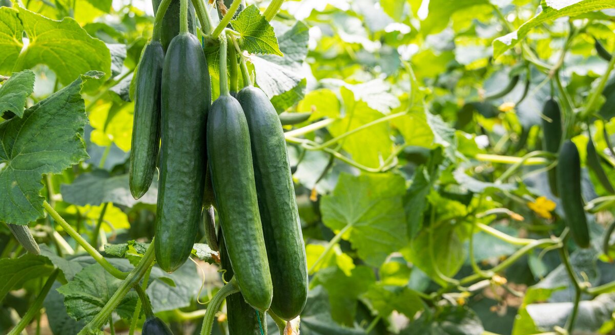 Zu sehen ist eine Gurkenpflanze, die bereits reife Gurken trägt.