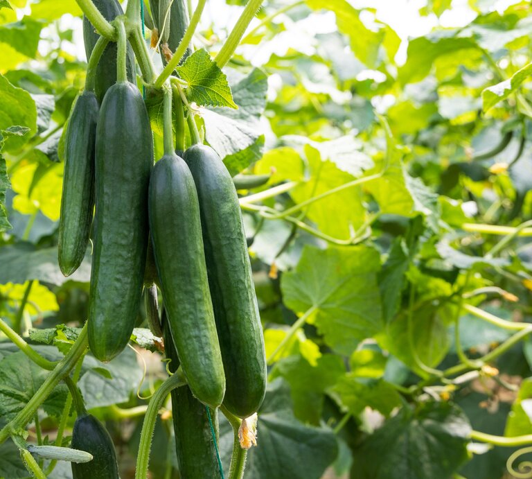 Zu sehen ist eine Gurkenpflanze, die bereits reife Gurken trägt. | © Shutterstock/sadecestock
