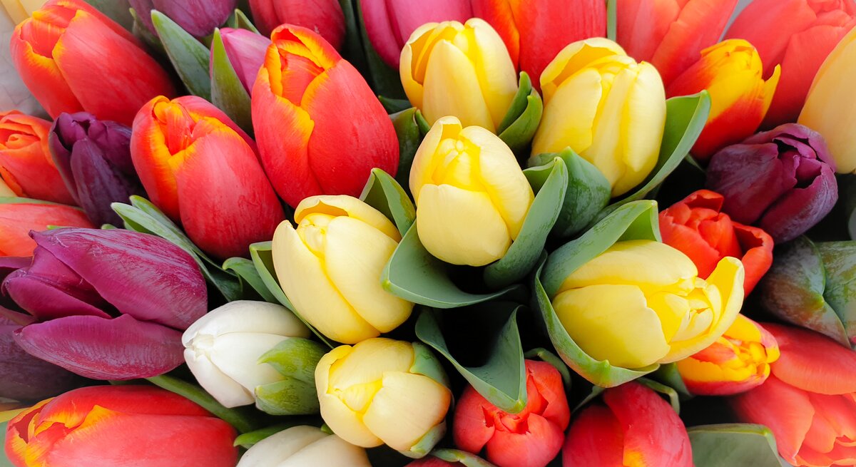 Tulpen in mehreren Farben.