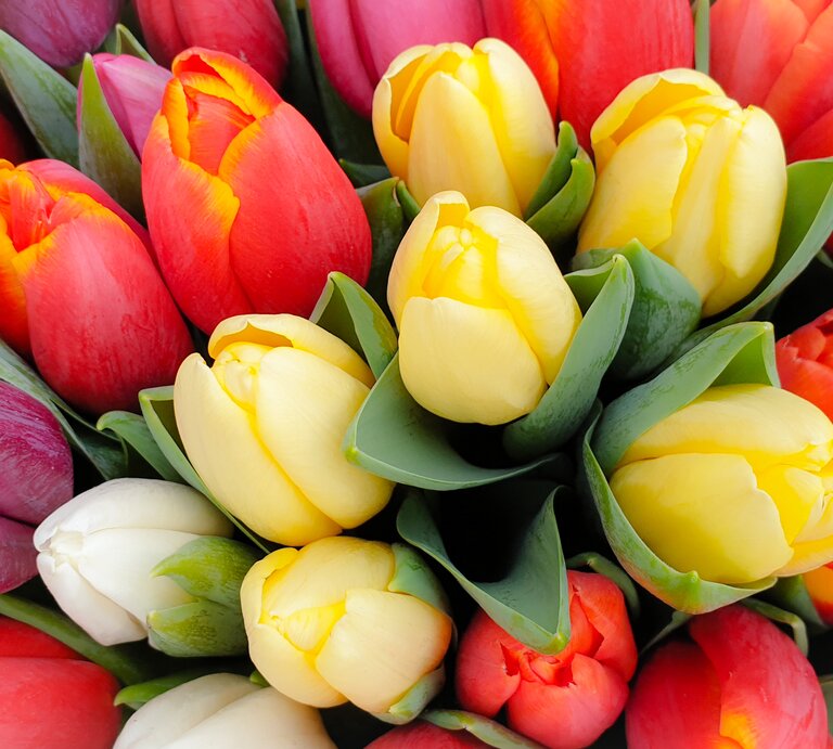 Tulpen in mehreren Farben. | © Shutterstock/Heynicepictures