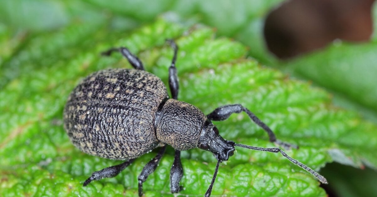 Garten-Schreck Dickmaulrssler: Dieses Hautl rettet deine Pflanzen