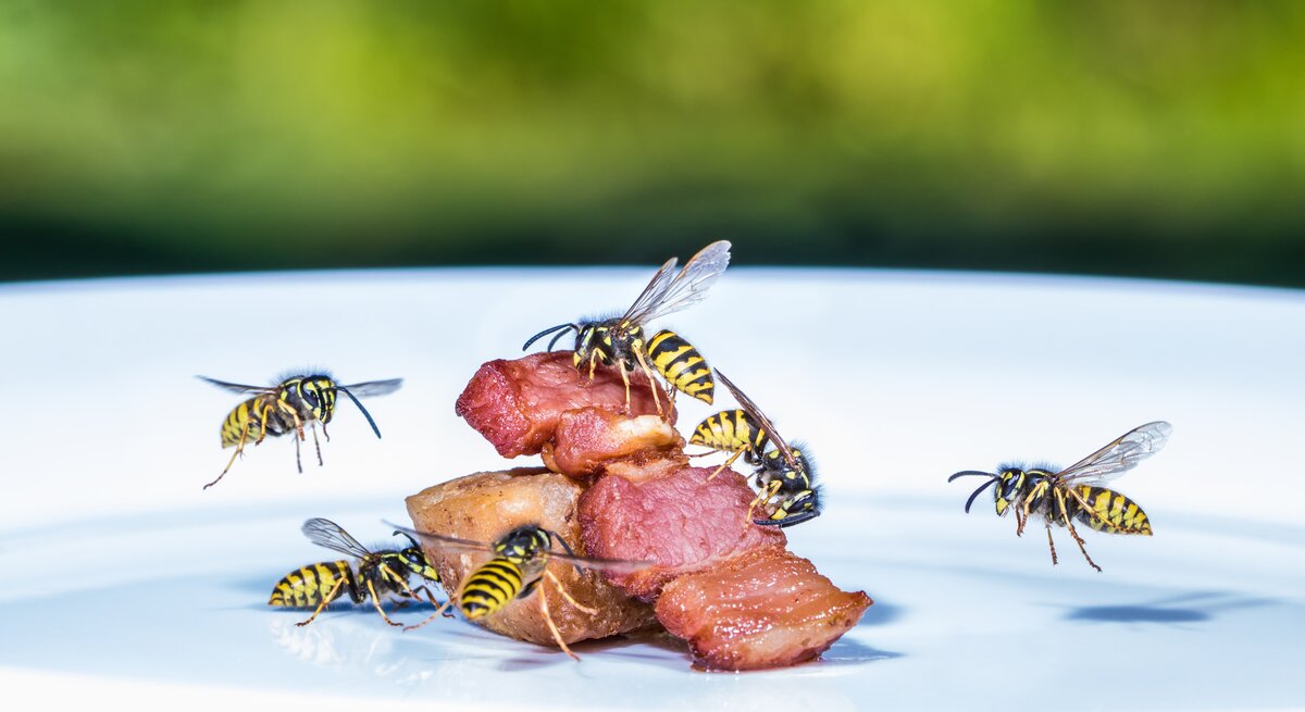 Wespen auf Grillfleisch