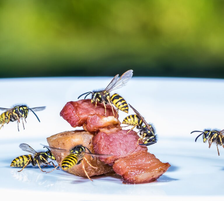 Wespen auf Grillfleisch | © Getty Images/Rainer Fuhrmann /EyeEm
