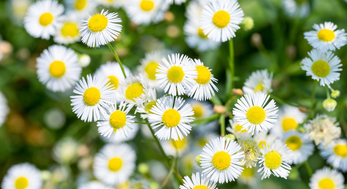 Nahaufnahme von Berufkraut mit weißen Blüten.