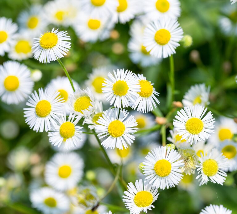 Nahaufnahme von Berufkraut mit weißen Blüten. | © Shutterstock/lightrain