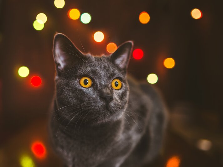 katze silvester.jpg | © Getty Images/cunfek