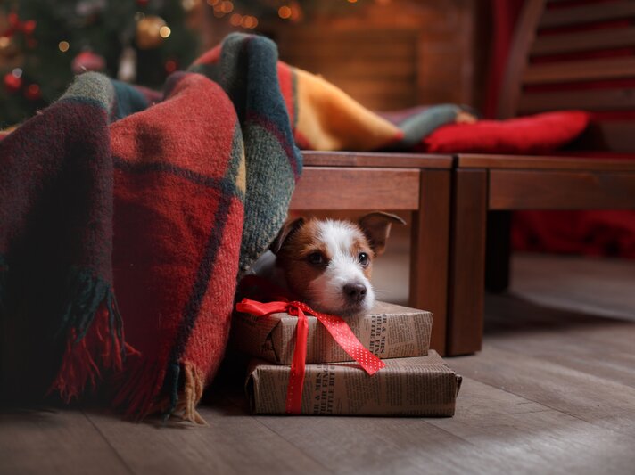 iStock-518033090.jpg | © iStock/Anna-av