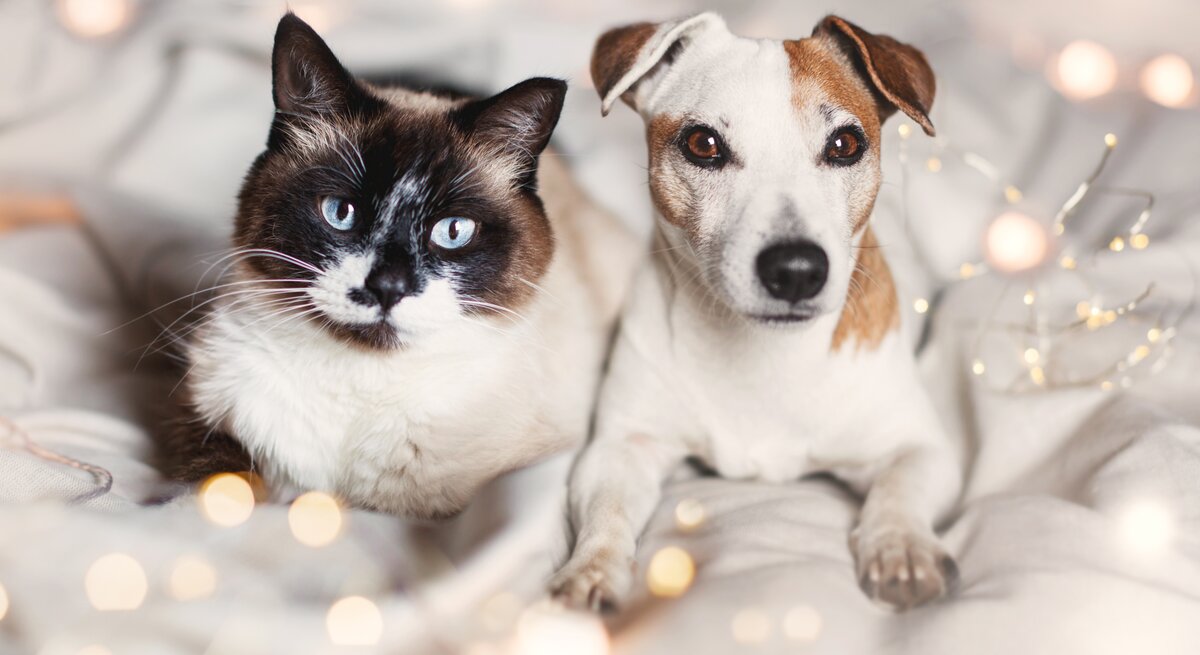 Hund und Katze liegen auf einem Bett mit Lichtern.