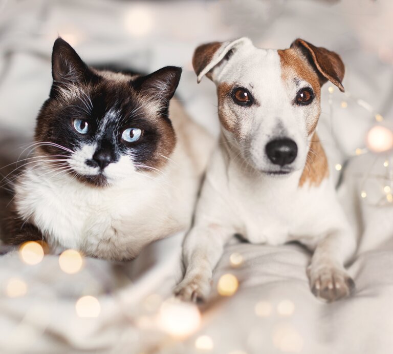 Hund und Katze liegen auf einem Bett mit Lichtern. | © Shutterstock/Gladskikh Tatiana