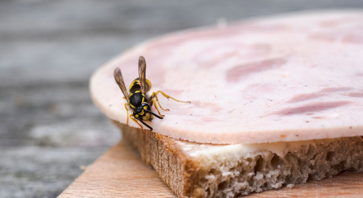 Wespe, die auf einer Scheibe Wurst sitzt, die auf einem Stück Brot liegt.
