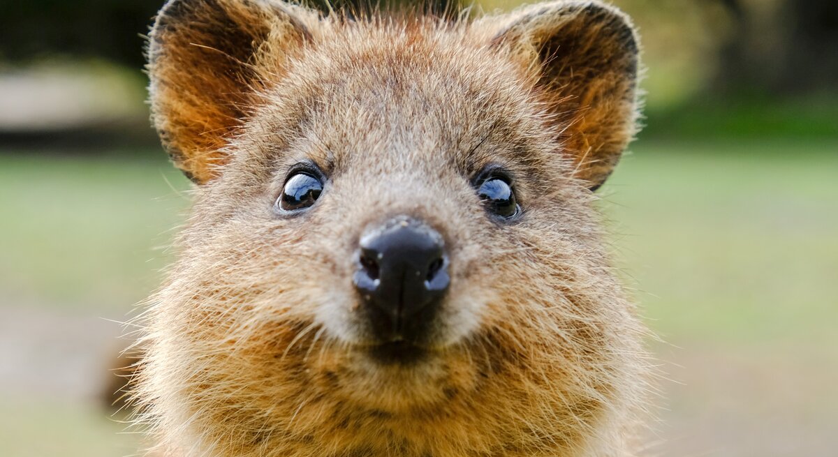  Gesicht eines Quokkas, eines kleinen Beuteltiers, das für sein freundliches Lächeln und seine zutrauliche Natur bekannt ist. Der Quokka hat ein dichtes, braunes Fell, kleine runde Ohren, große, ausdrucksstarke, dunkle Augen und eine kleine schwarze Nase. Der Fokus liegt auf dem Gesicht des Tieres, was einen direkten Blick in die freundliche Mimik des Quokkas ermöglicht.