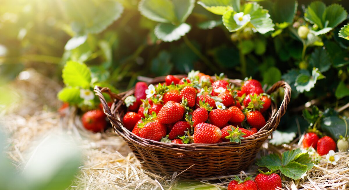 Eine Schale mit leckeren Erdbeeren.