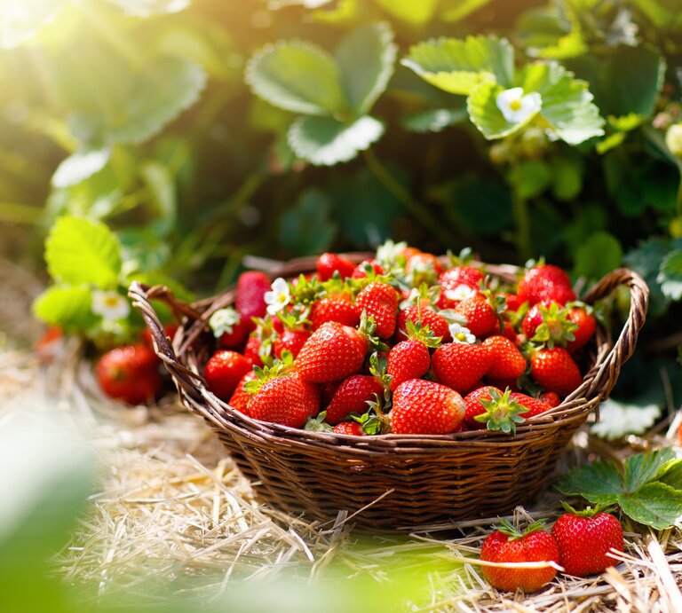 Eine Schale mit leckeren Erdbeeren. | © iStock / FamVeld