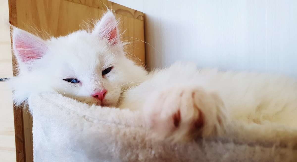 Weißer Maine Coon-Kater liegt mit halbgeschlossenen Augen in einem Körbchen