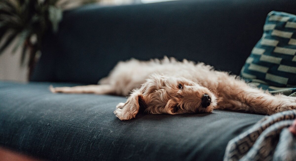 ein Hund liegt auf einem Sofa auf der Seite, er macht einen traurigen Eindruck