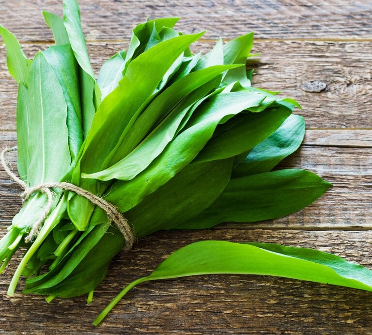 Ein Bündel frischer, grüner Bärlauchblätter, zusammengebunden mit einem rustikalen Faden, liegt auf einem alten Holztisch. | © iStock/AksanaYasiucheia