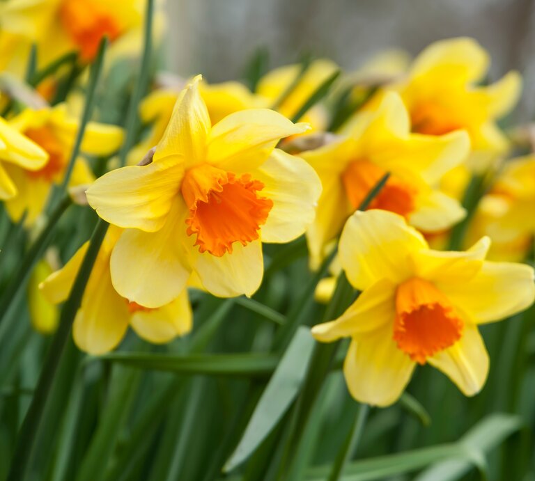 Zu sehen sind mehrere Osterglocken nebeneinander. | © Shutterstock/Kurt Vansteelant