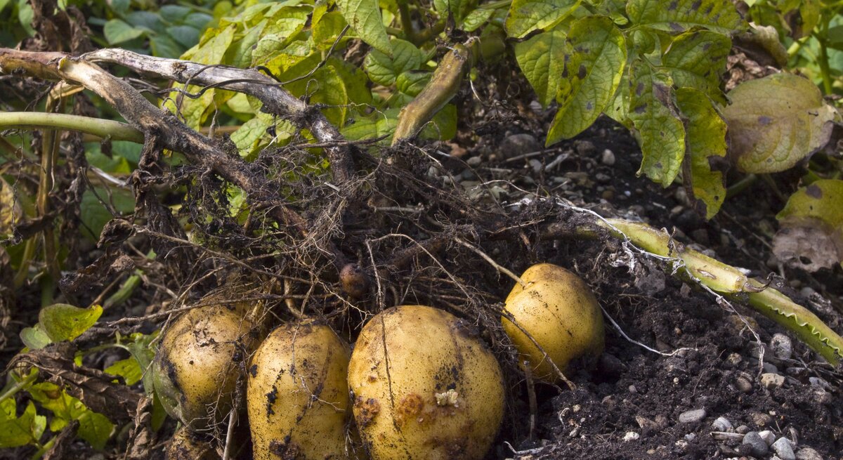 Kartoffeln liegen samt Blättern gebündelt auf erdigem Boden