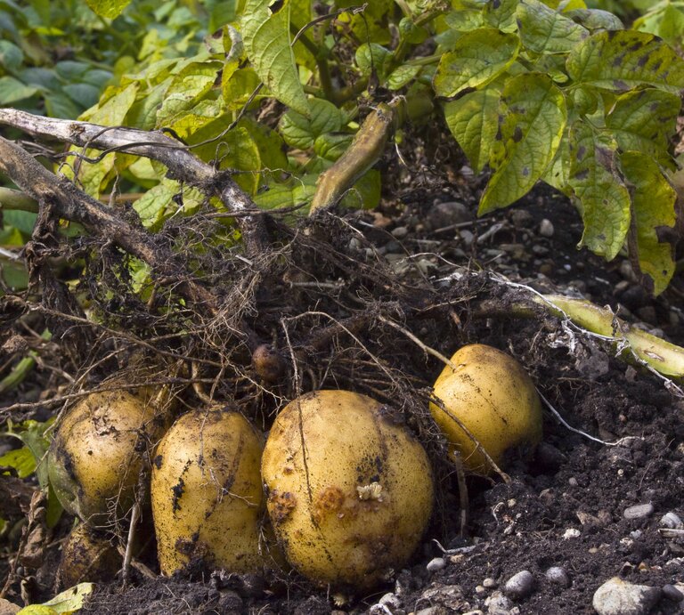 Kartoffeln liegen samt Blättern gebündelt auf erdigem Boden | © IMAGO / blickwinkel