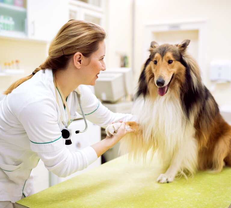 Hund beim Tierarzt. | © Shutterstock/didesign021