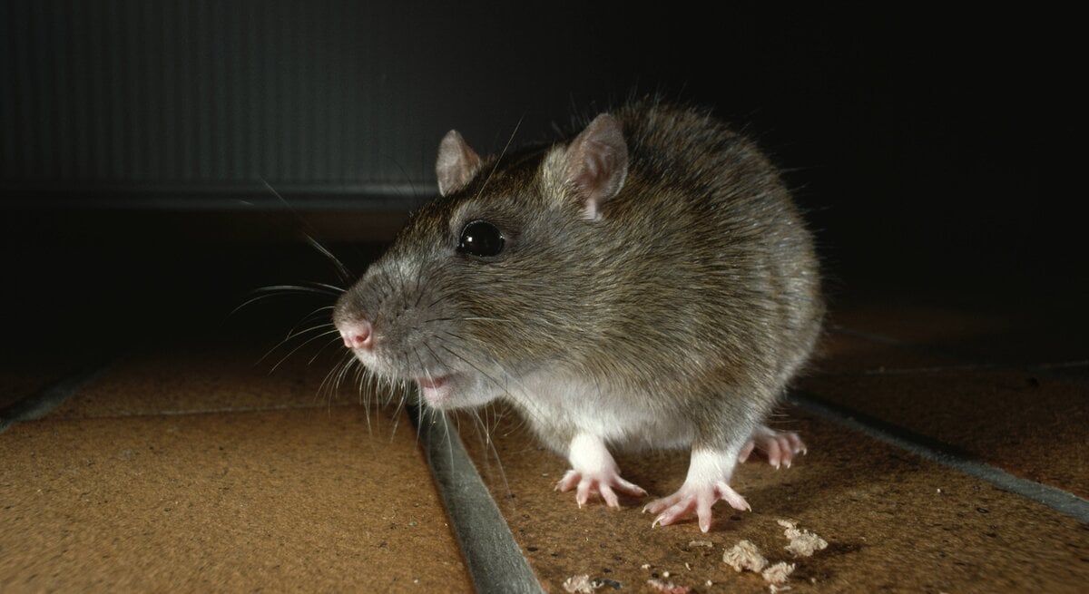 Ratten vertreiben, Ratten verjagen