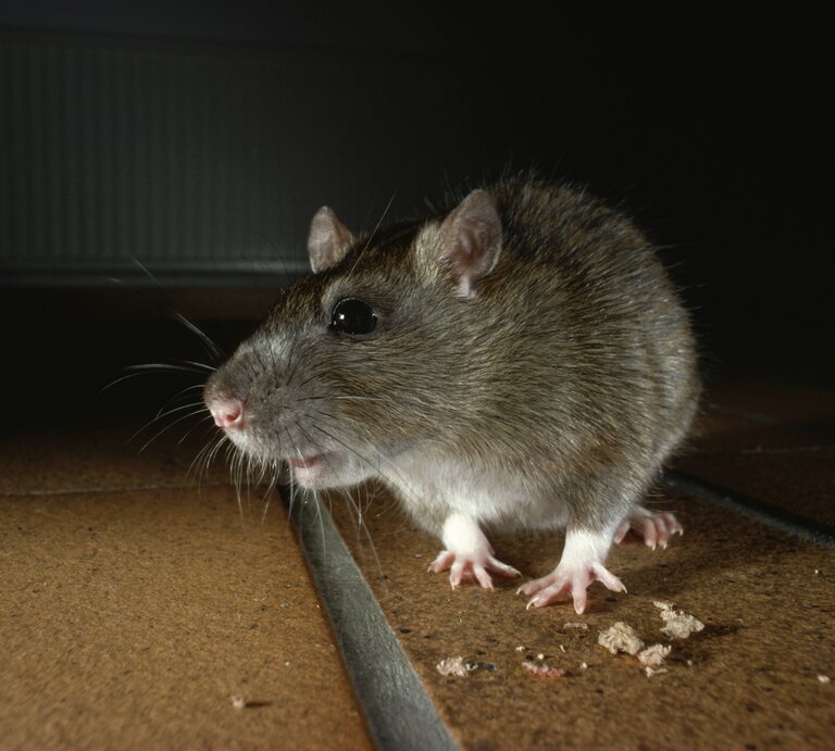 Ratten vertreiben, Ratten verjagen | © IMAGO / Nature Picture Library