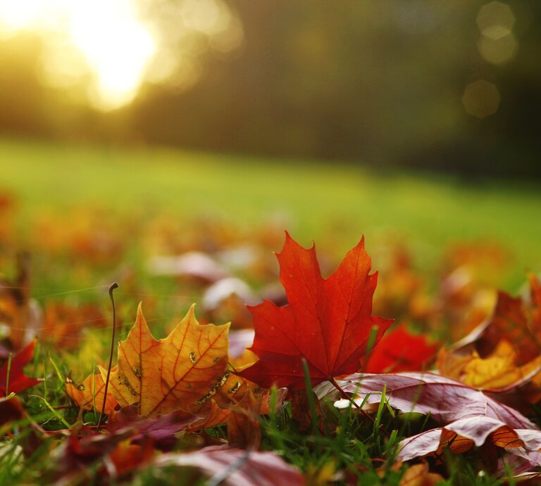 Bunte Blätter auf Wiese.jpg | © Getty Images/Westend61