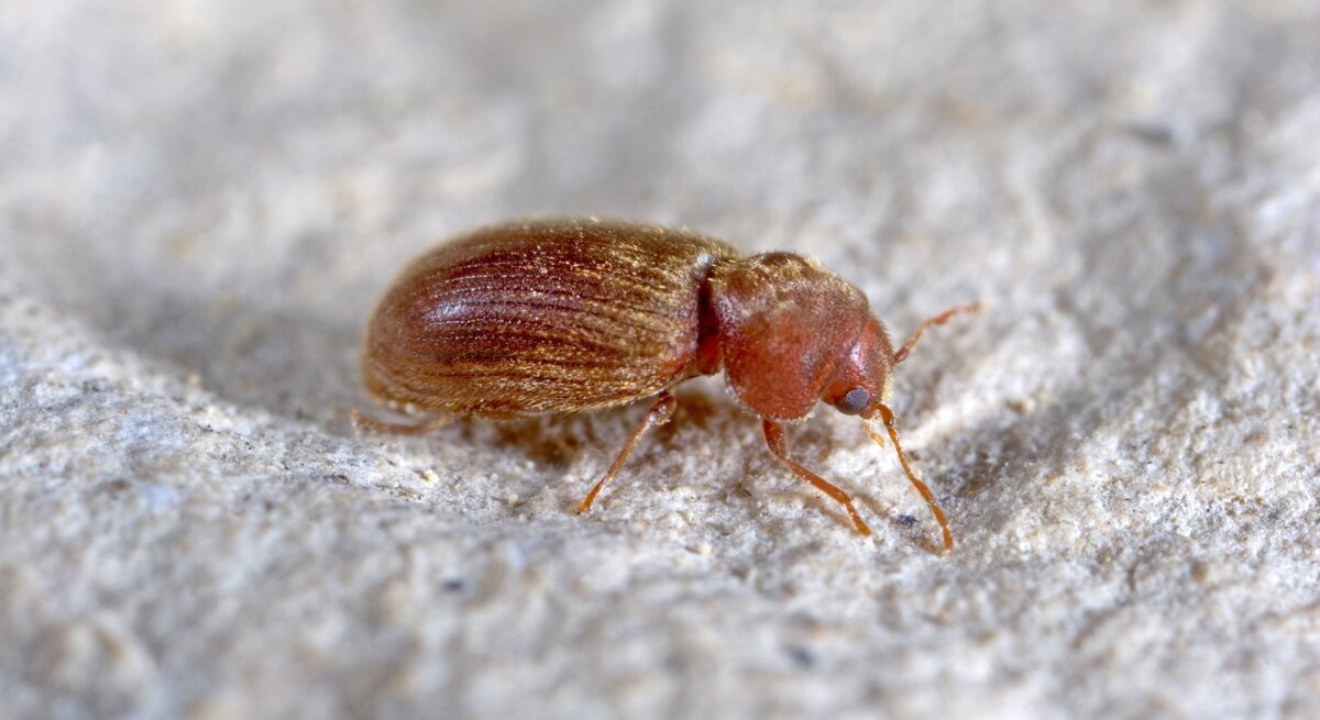 Brotkaefer, Brotbohrer (Stegobium paniceum), auf einer Mauer. 