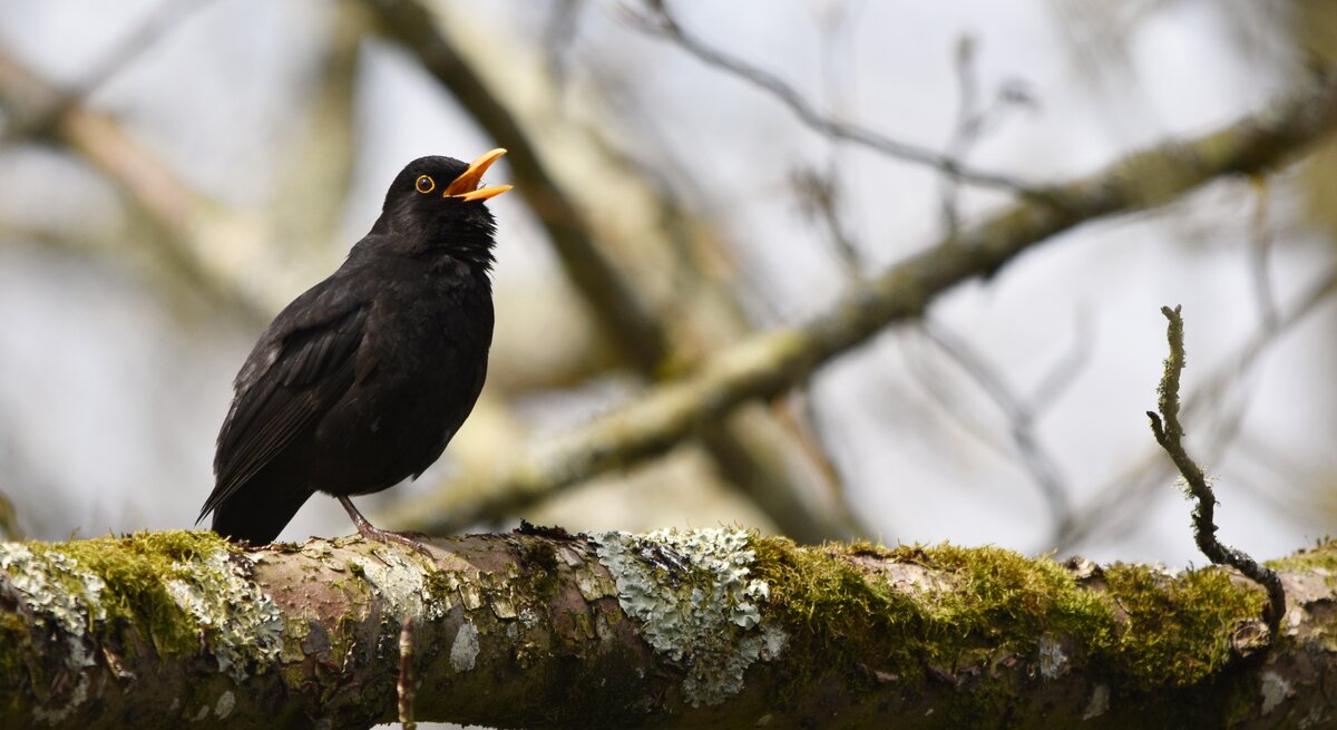 Eine männliche Amsel sitzt singend auf einem Baumast.