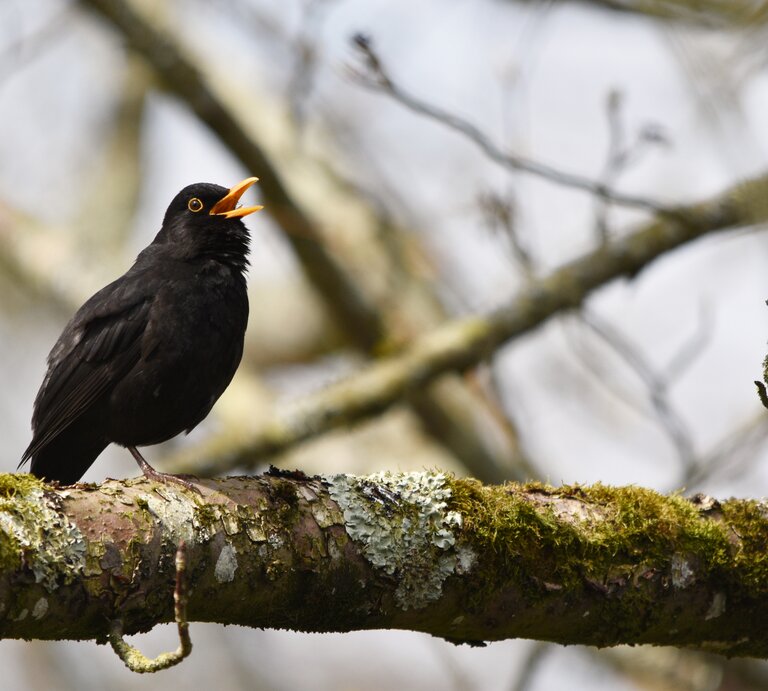 Eine männliche Amsel sitzt singend auf einem Baumast. | © Shutterstock/Amani A
