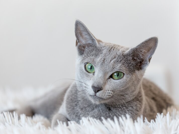 russische-blaukatze.jpg | © Shutterstock/Kamil Martinovsky