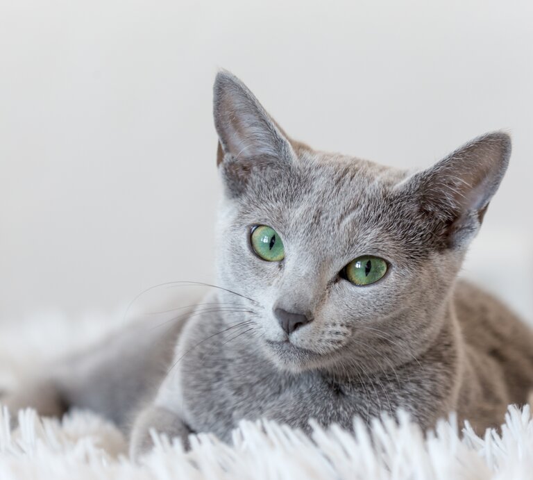 russische-blaukatze.jpg | © Shutterstock/Kamil Martinovsky